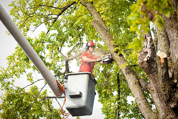Reliable Kennesaw State University, GA Tree Removal Solutions